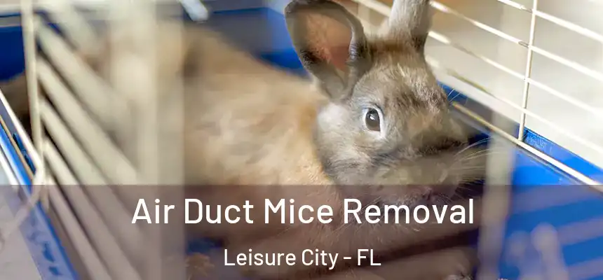  Air Duct Mice Removal Leisure City - FL